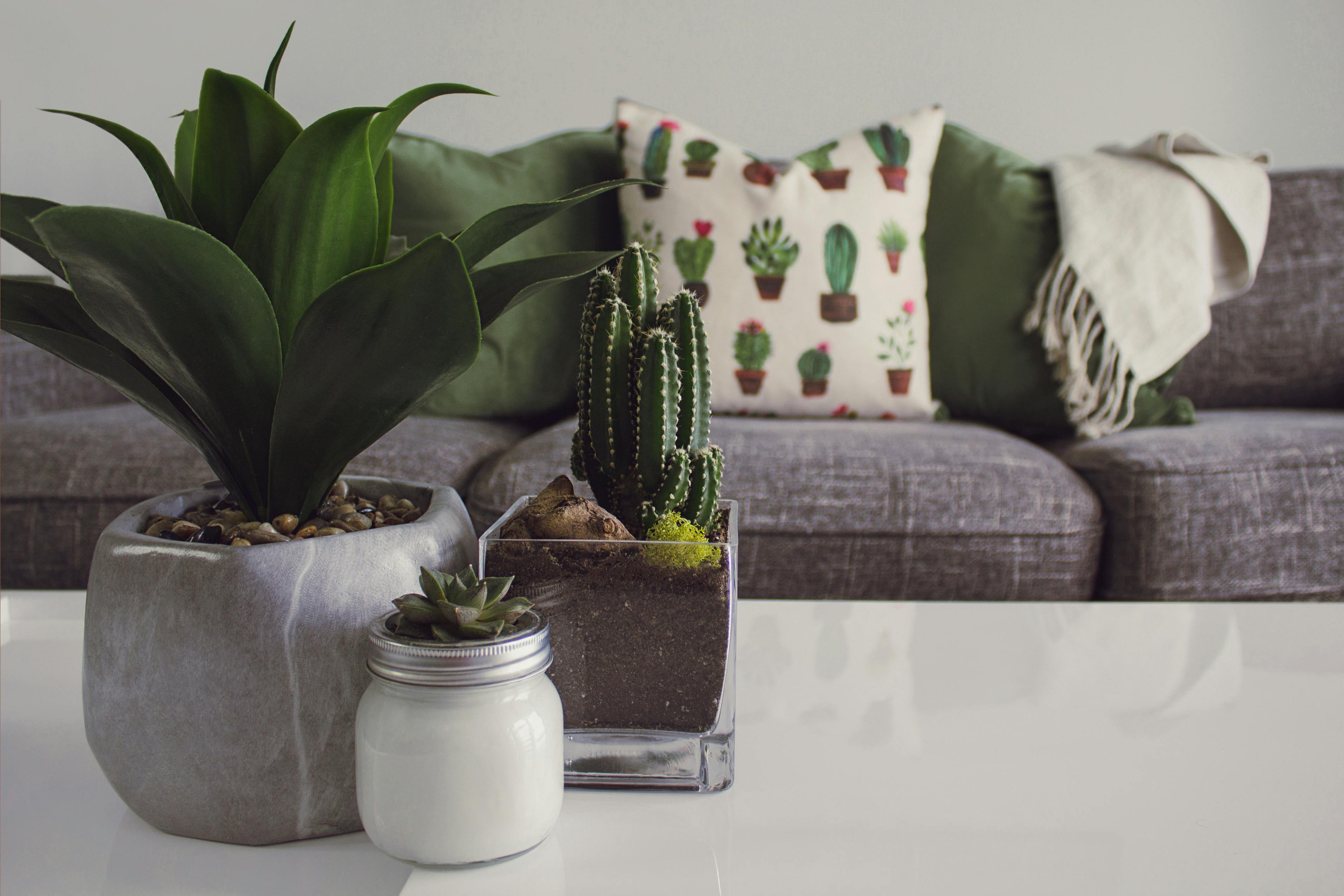 Plants on a table infront of a couch